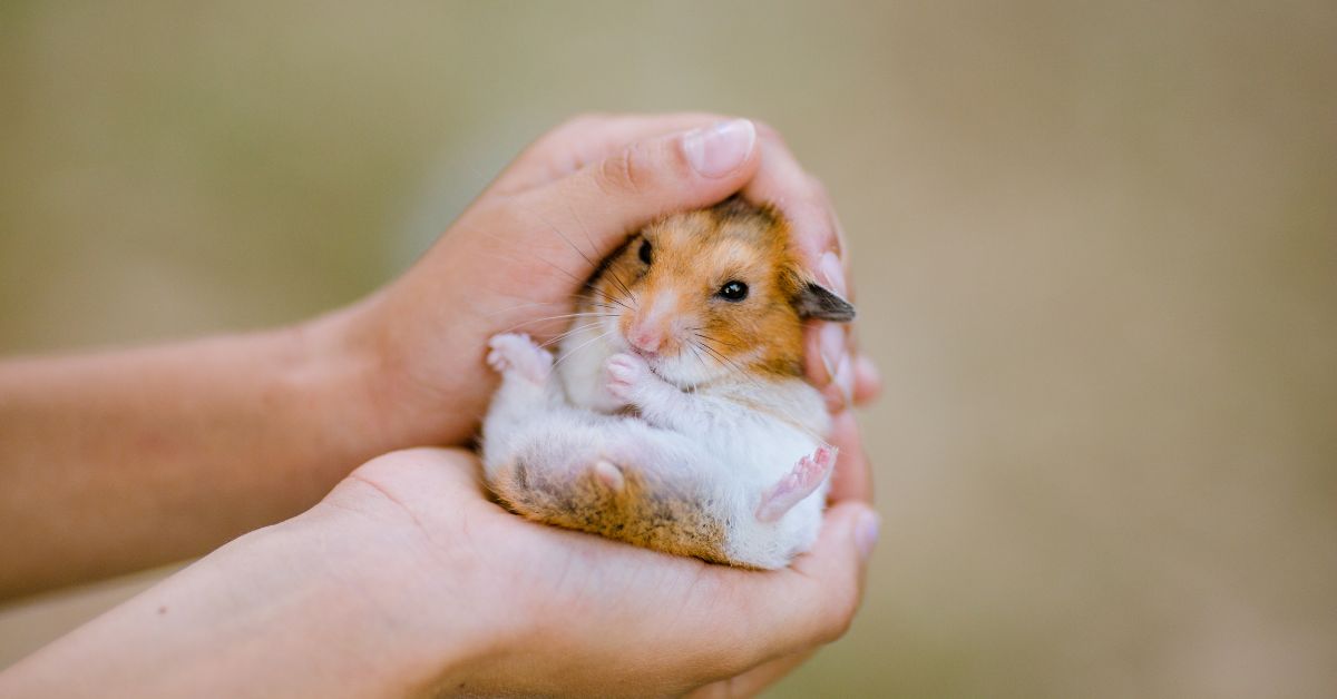 GOLDEN HAMSTER LIFE EXPECTANCY