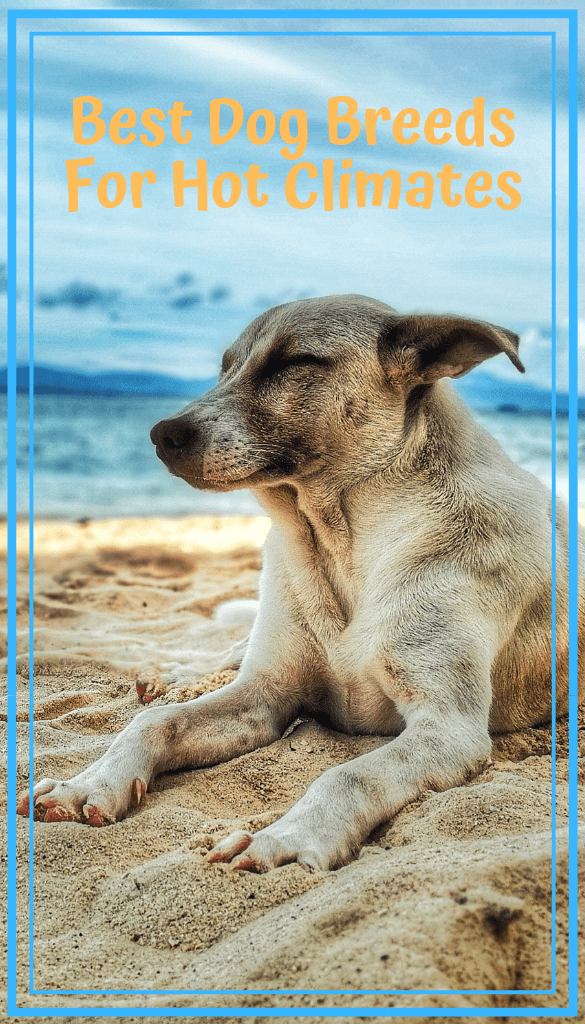 Best Dog Breeds for Hot Climates - PBS Pet Travel