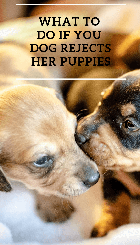 What To Do If Your Dog Rejects Her Puppies Pbs Pet Travel