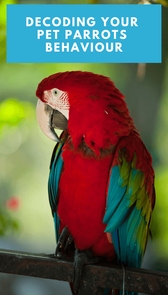 Decoding Your Pet Parrots Behaviour - PBS Pet Travel