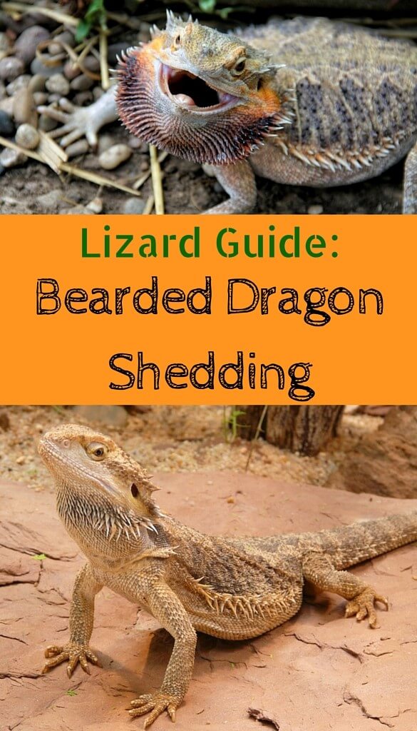 Lizard Guide Bearded Dragon Shedding Process Pbs Pet Travel