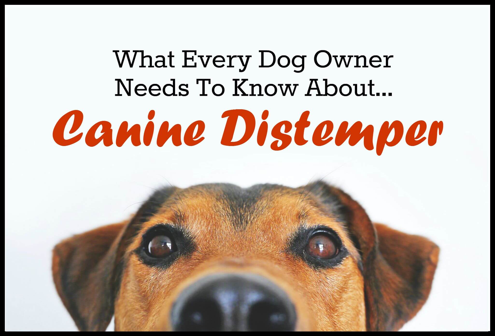 what are the signs of distemper in a dog