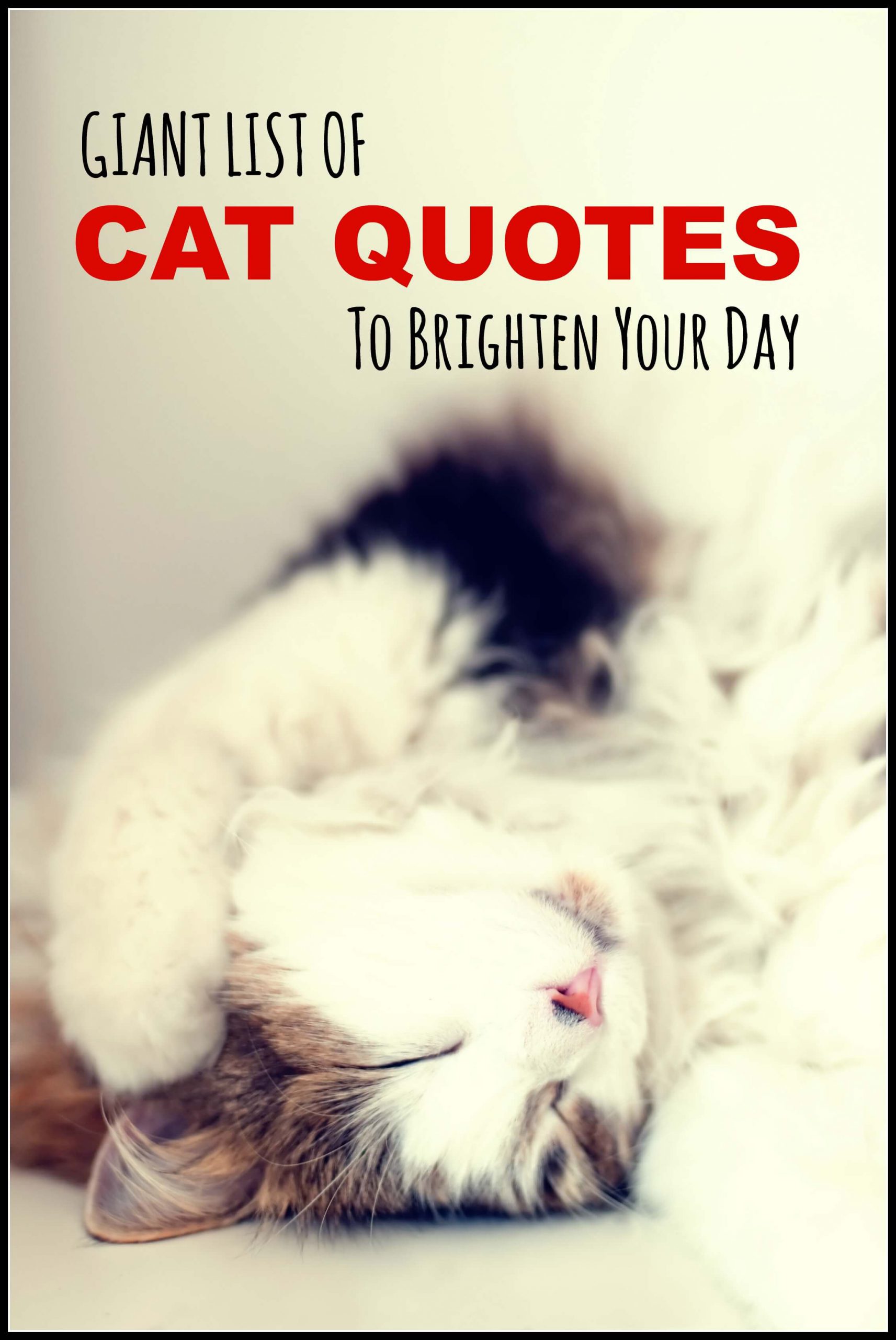 Top Cat Quotes Pbs Pet Travel