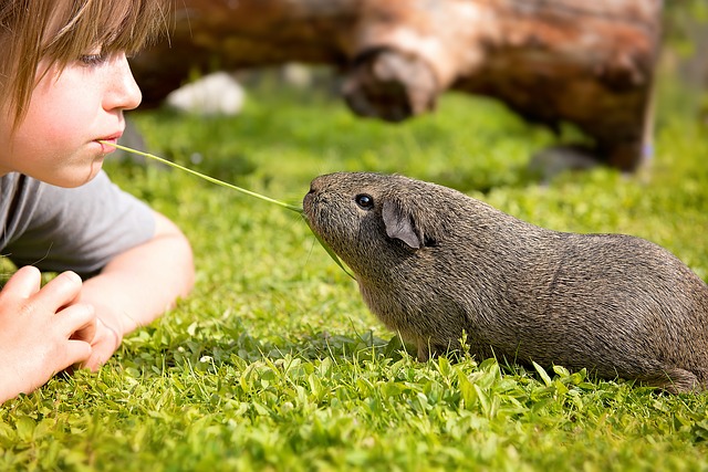 Guinea pig or rabbit for sale child