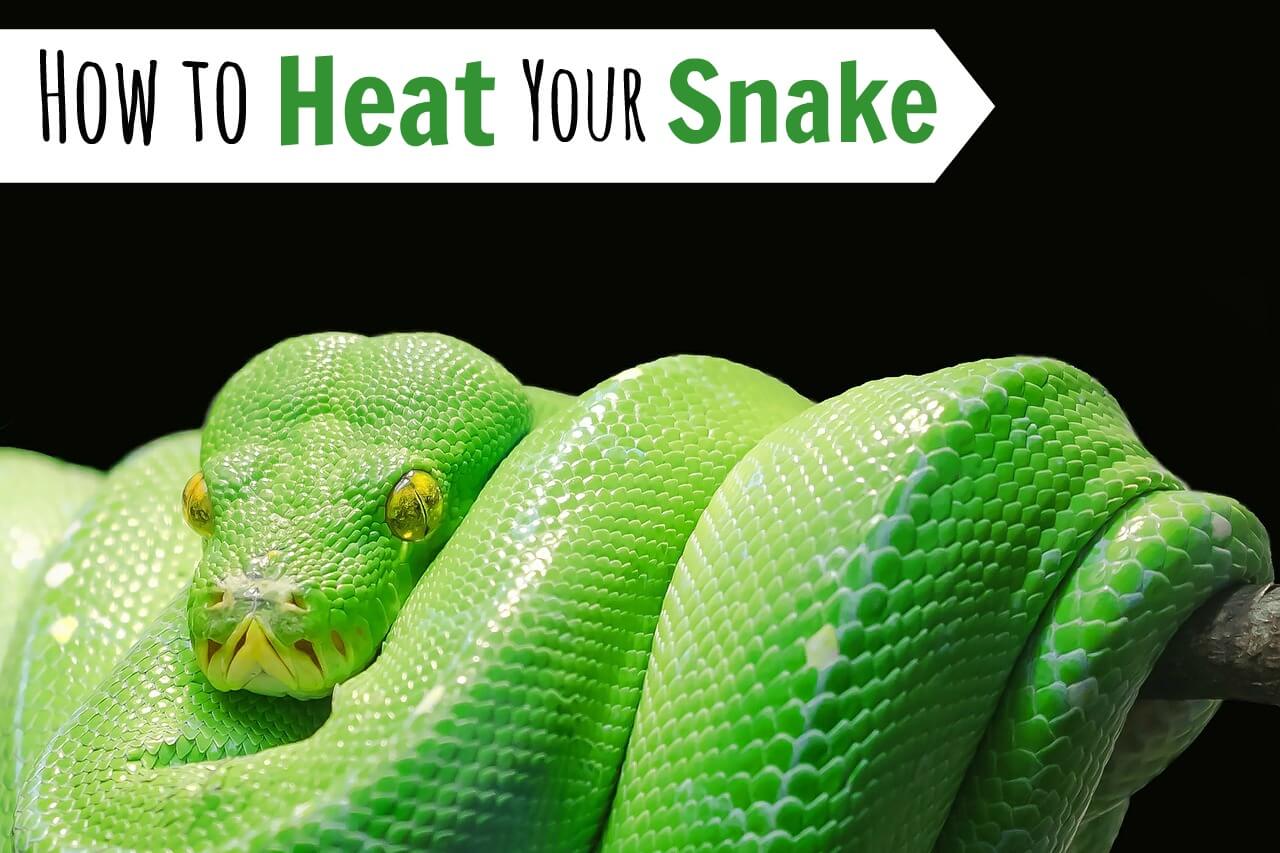 Best heat mat for sales snakes