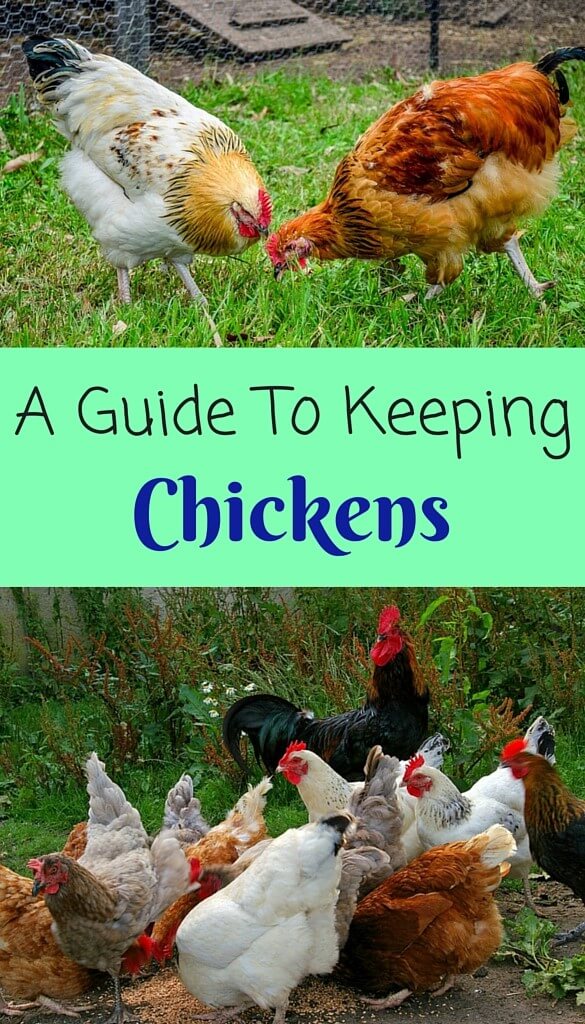 A Guide to Keeping Chickens PBS Pet Travel