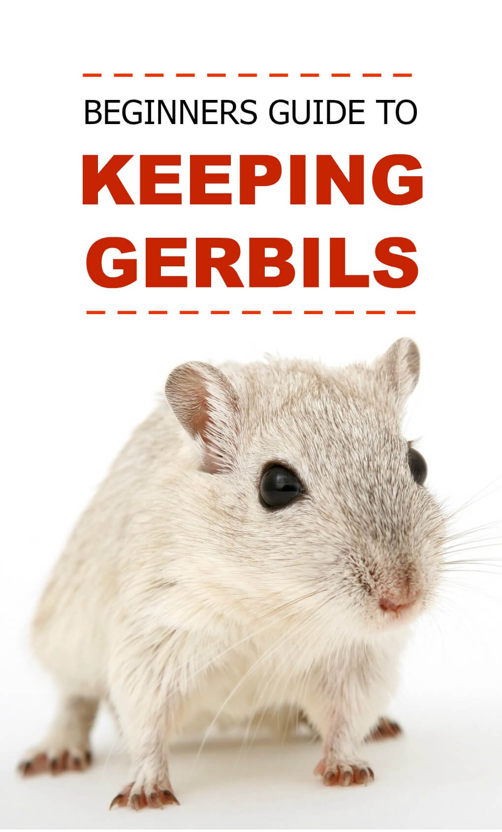 Gerbils as Pets - PBS Pet Travel