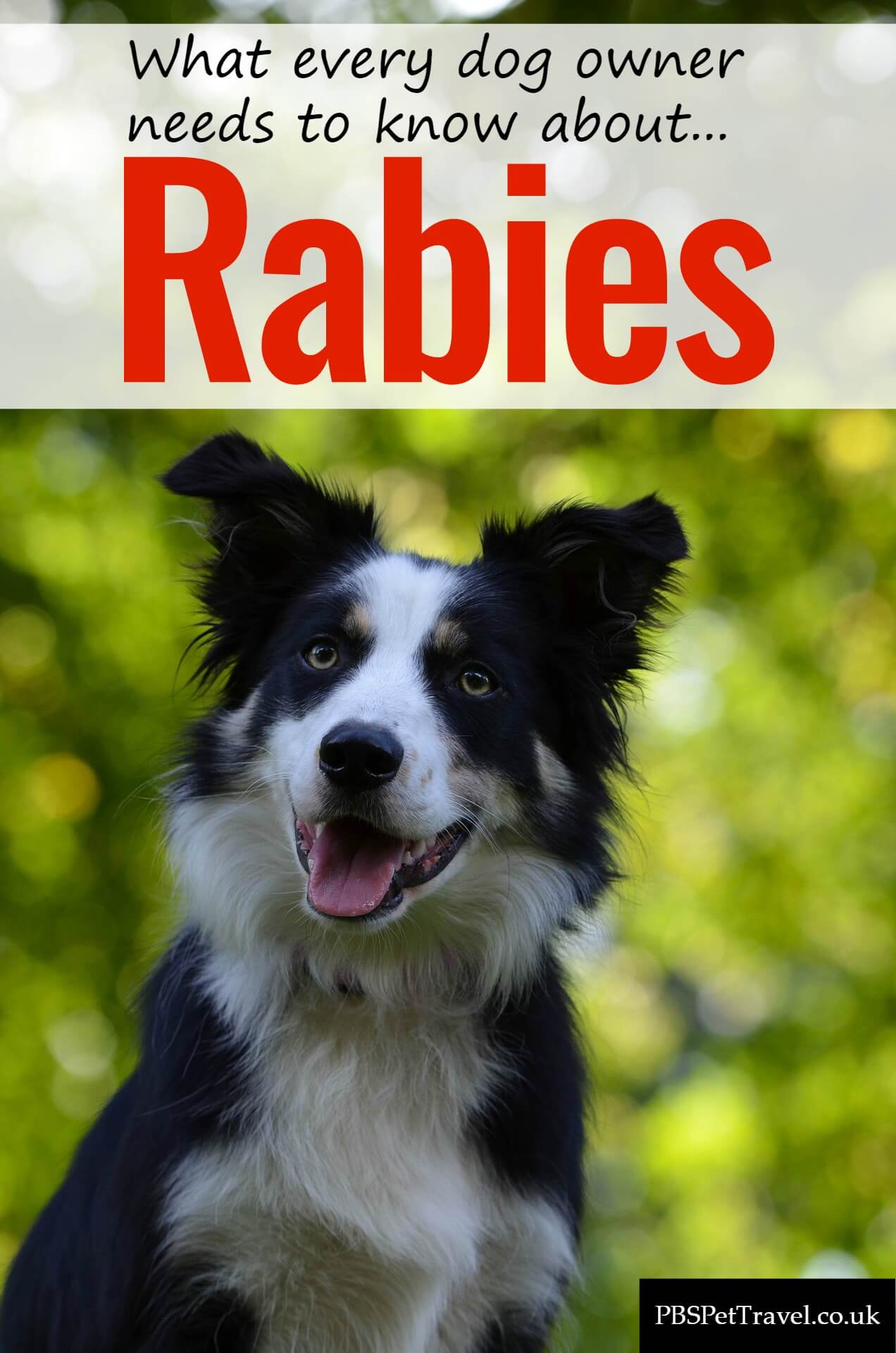 can a healthy dog transmit rabies