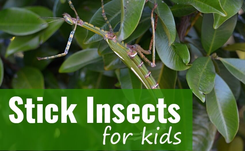 Stick Insects for Kids - PBS Pet Travel