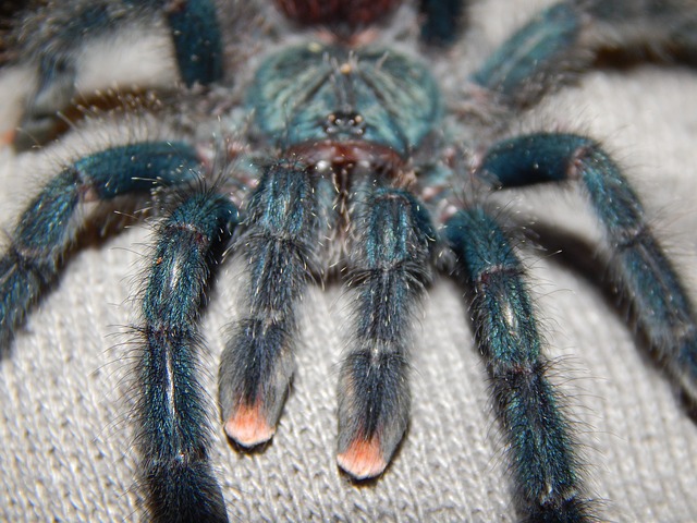 Best Pet Tarantulas for Beginners - PBS Pet Travel