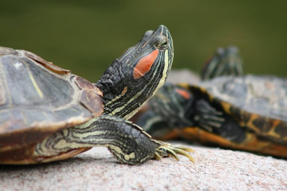 The Beginners Guide To Keeping Terrapins Turtles PBS Pet Travel