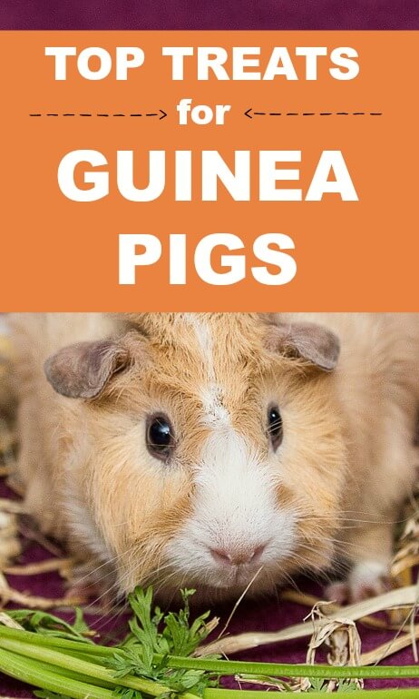 What treats can guinea clearance pigs eat