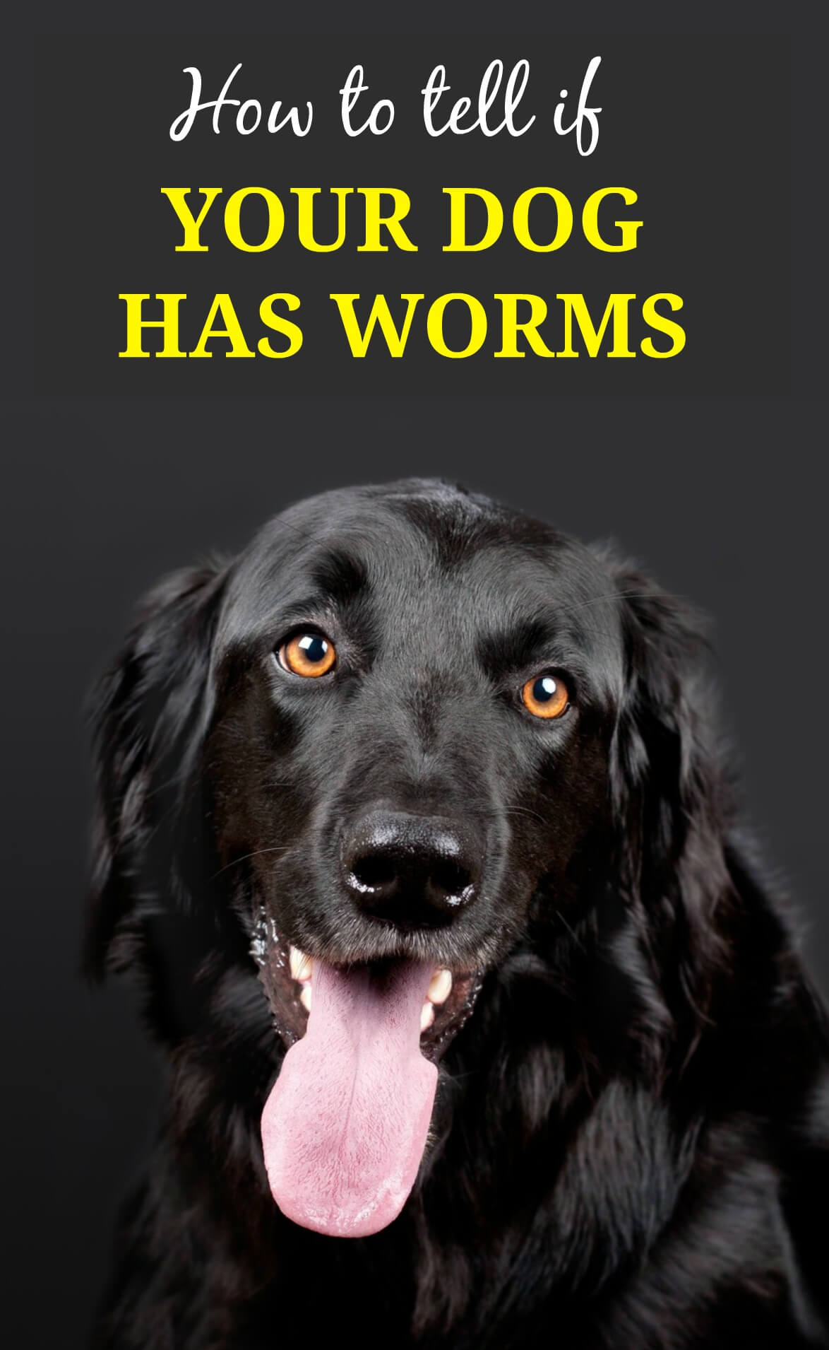 what do worms in dogs look like