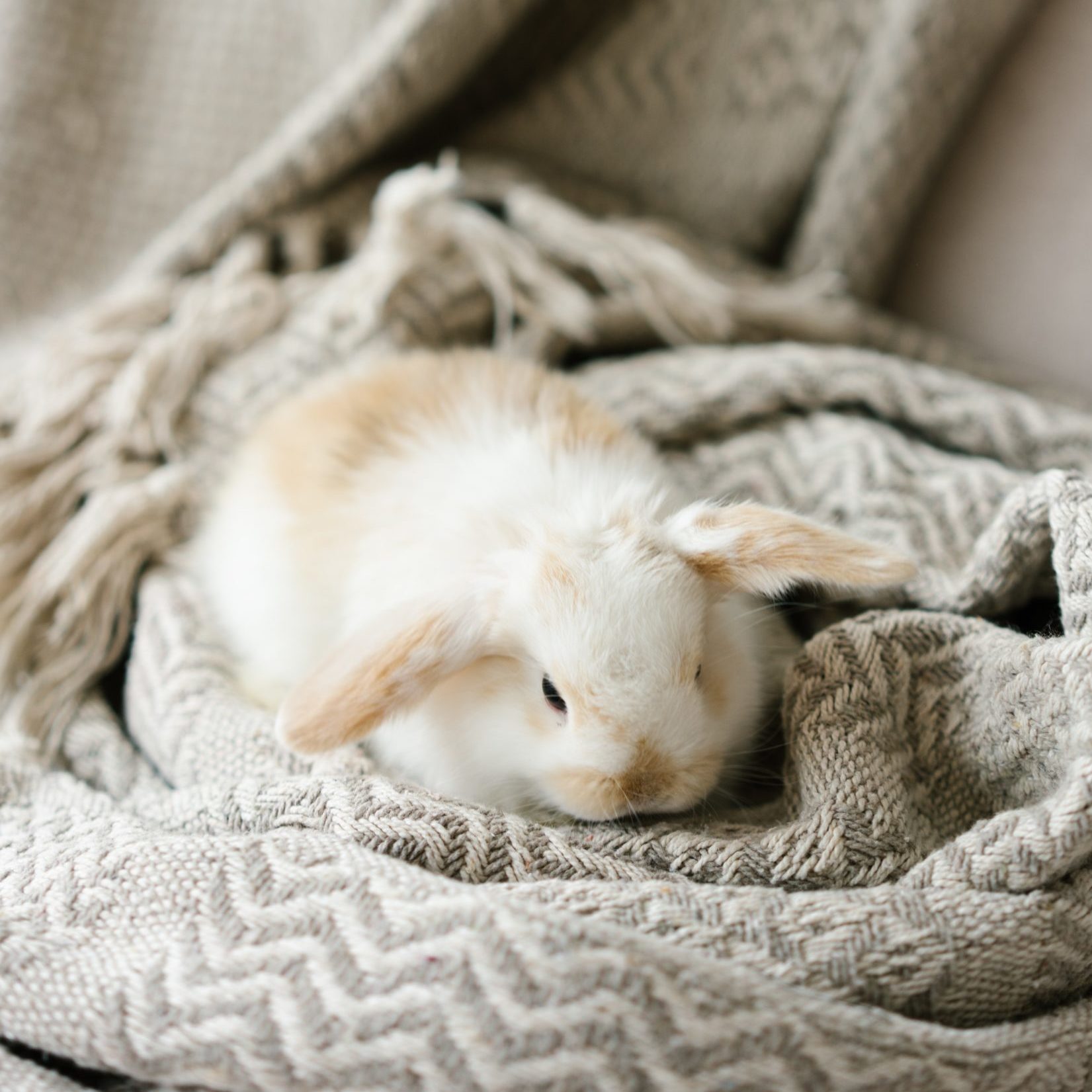 keeping-pet-rabbits-warm-in-winter-guide-pbs-pet-travel