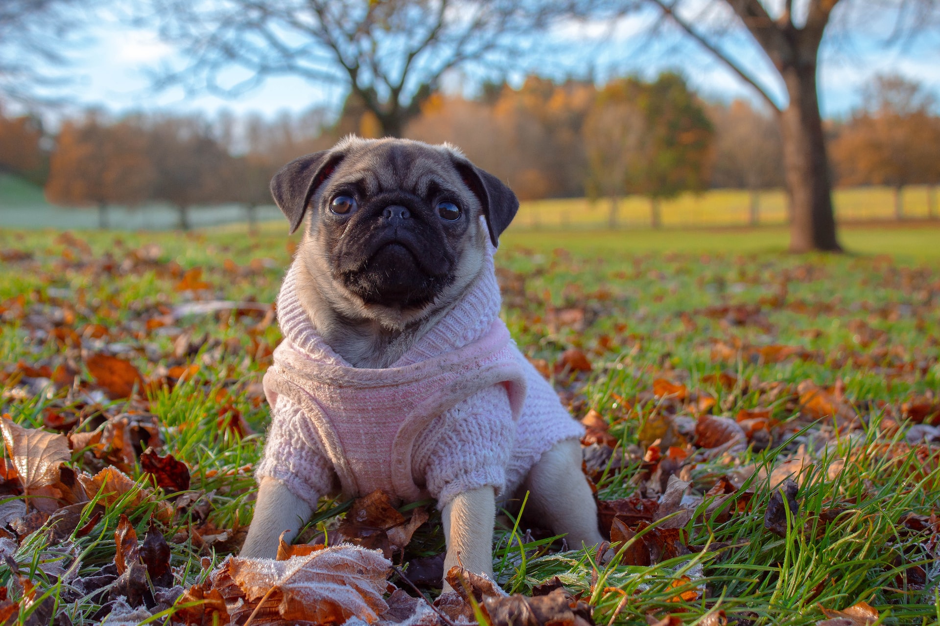 how-to-keep-your-dog-warm-in-winter-pbs-pet-travel