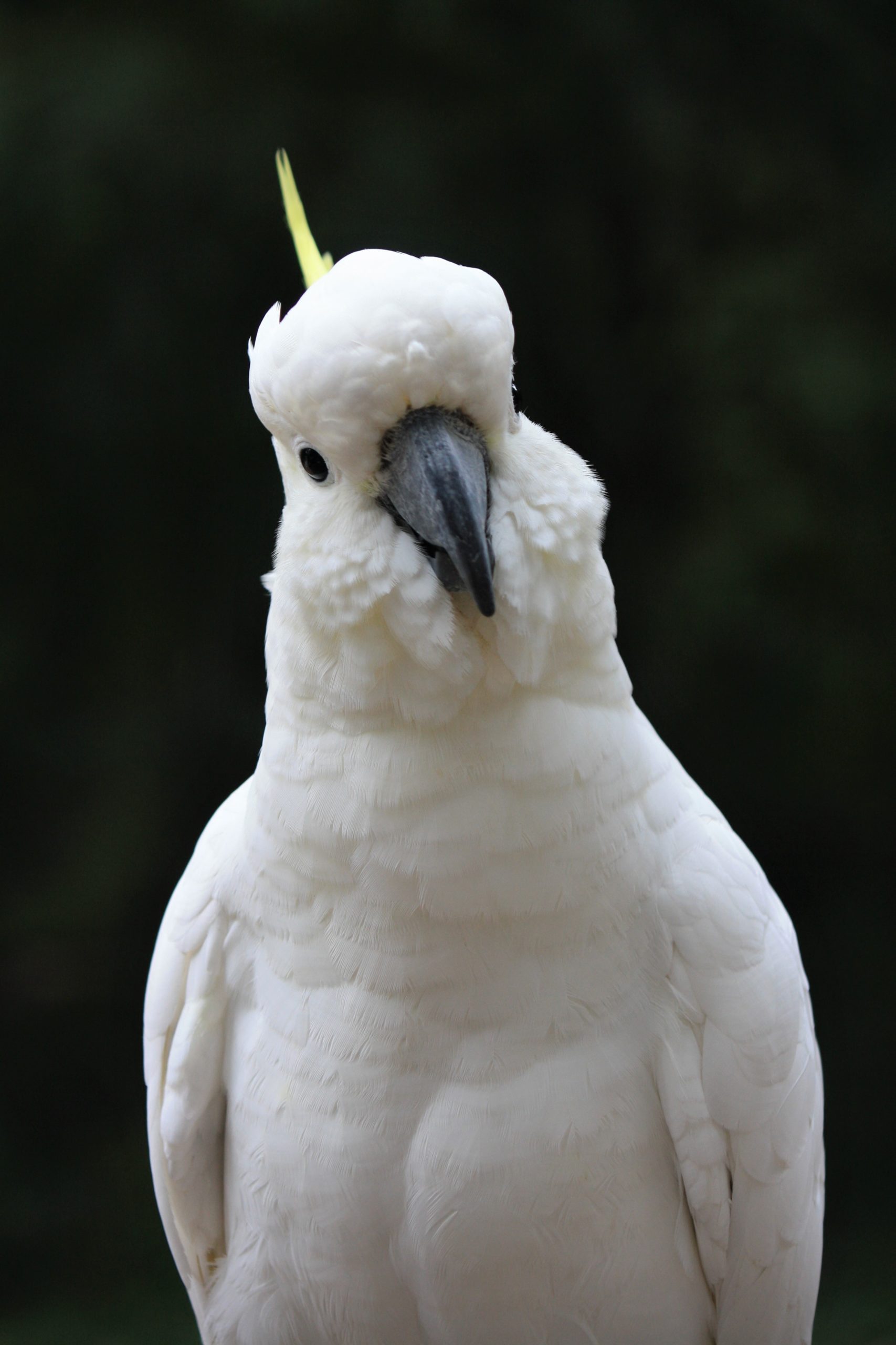 Are Cockatoos Easy To Care For Pbs Pet Travel