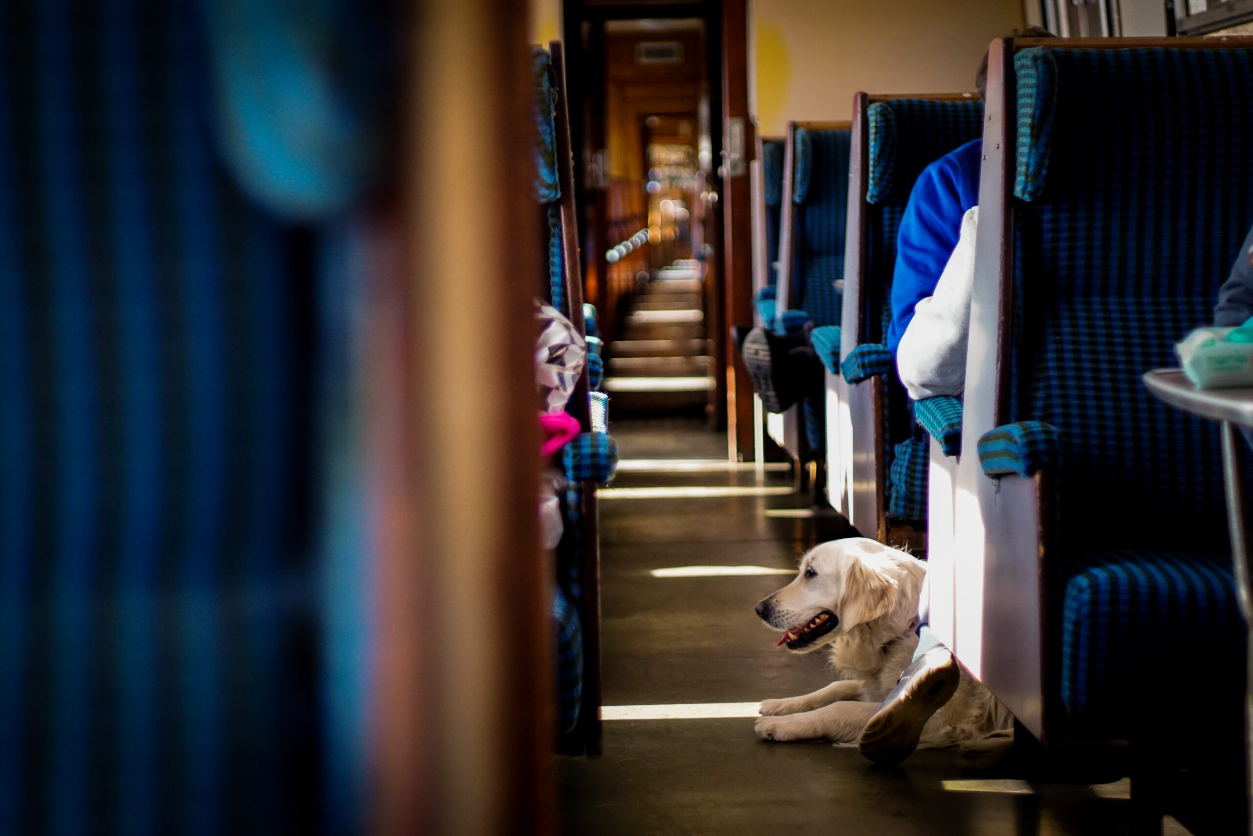 Amtrak and hot sale dogs